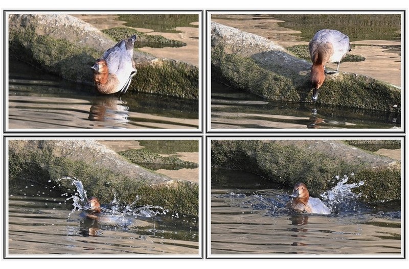 붉은 머리횐죽지