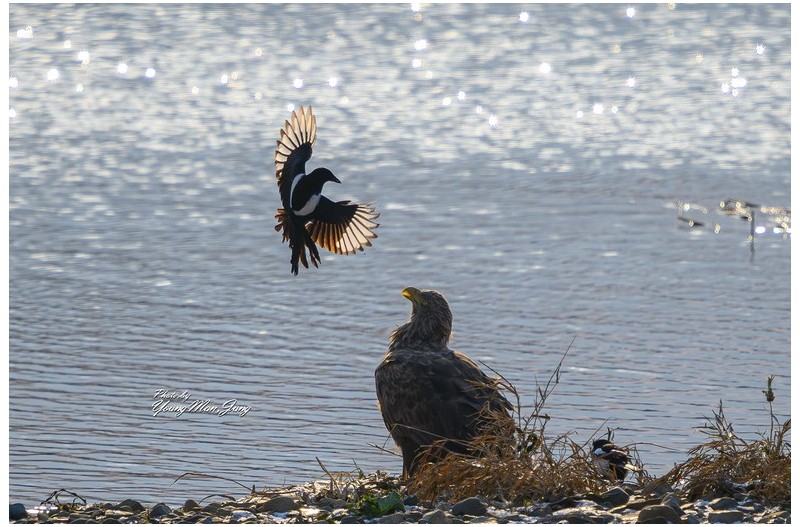 흰꼬리수리와 까치
