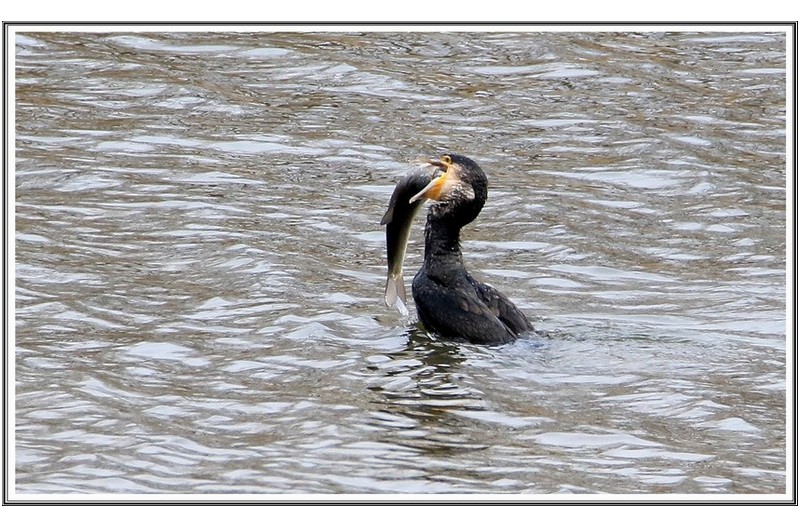 가마 우지 대어 식사중