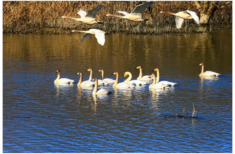 주남 동판 고니무리`