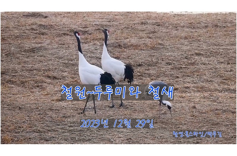 철원 두루미와 철새