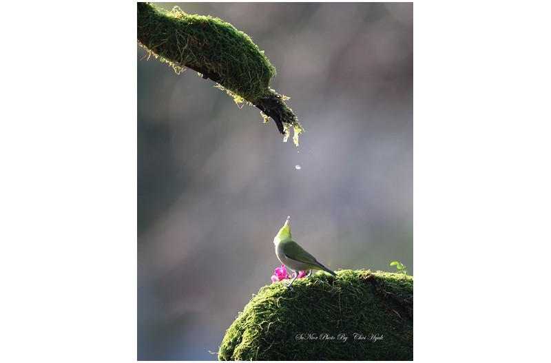 ㅡㅡㅡ   thank  동박이   ㅡㅡㅡ