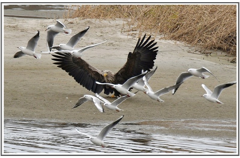 횐 꼬리 수리 와 갈매기
