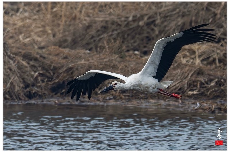 금호강  외톨이 황새