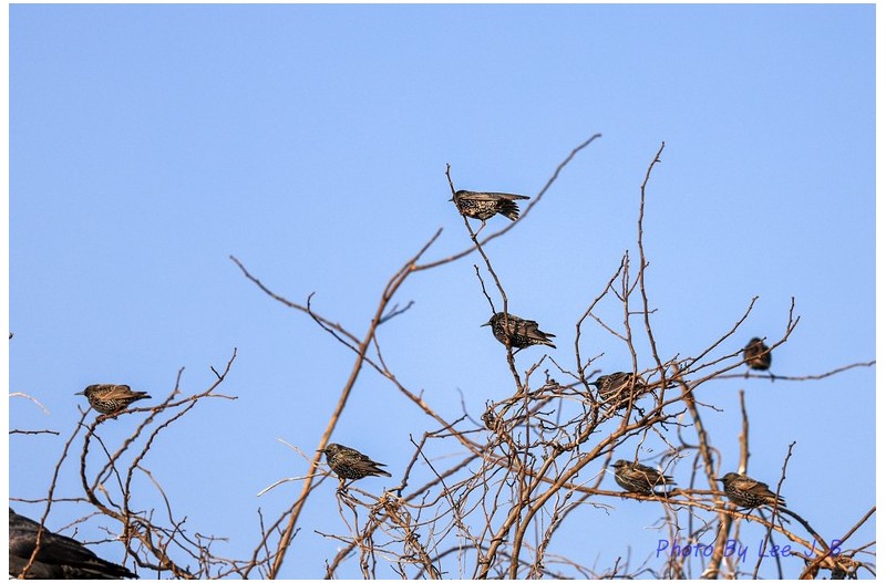 흰점찌르래기들