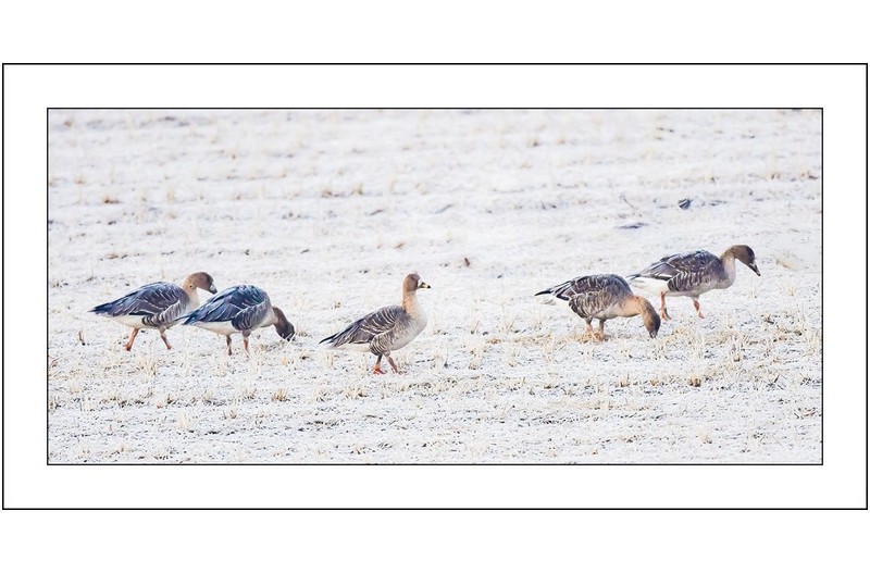 서리내리던날에,,,