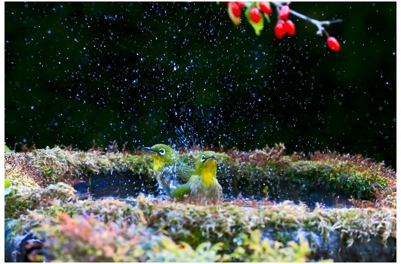 모욕하는 동박새 부부`