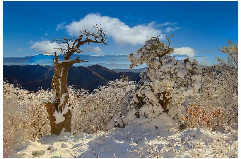 새해 福 많이 받으세요.