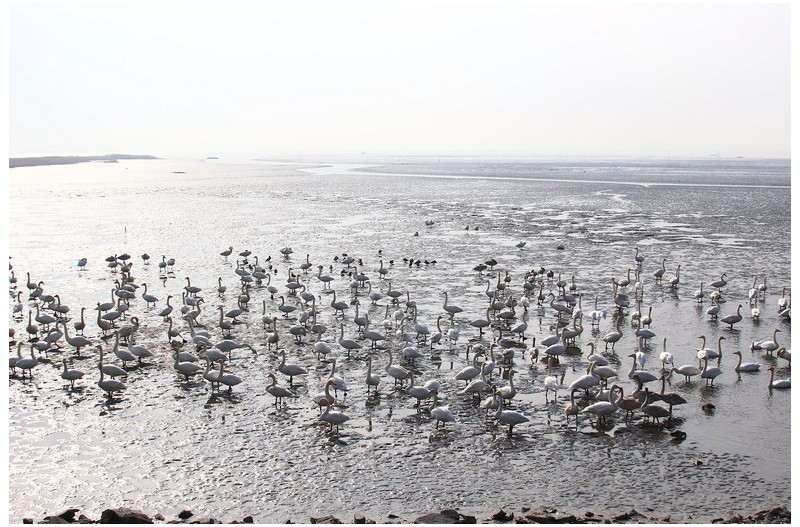 을숙도 새 모이주는곳`