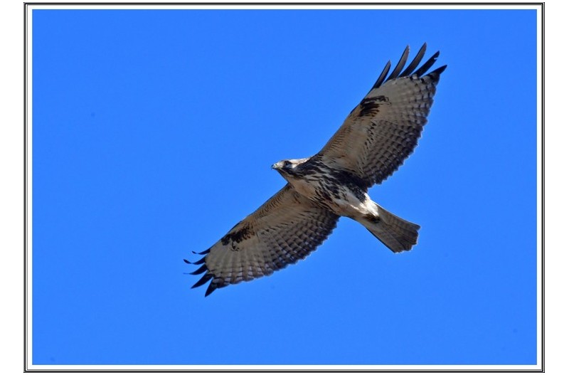 비행중 인 말똥 가리