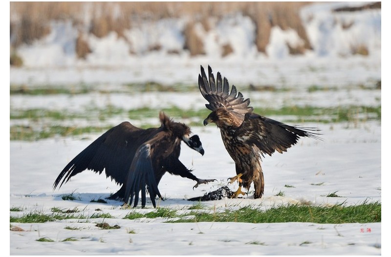 흰꼬리수리와 독수리