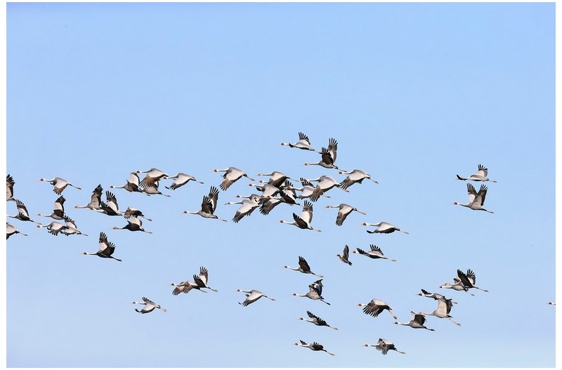 우아하고 멋진 재두러미`