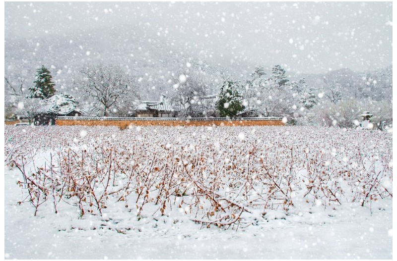 설경 - 雪景