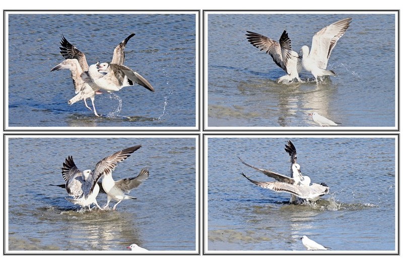 횐 갈매기 치열한 결투