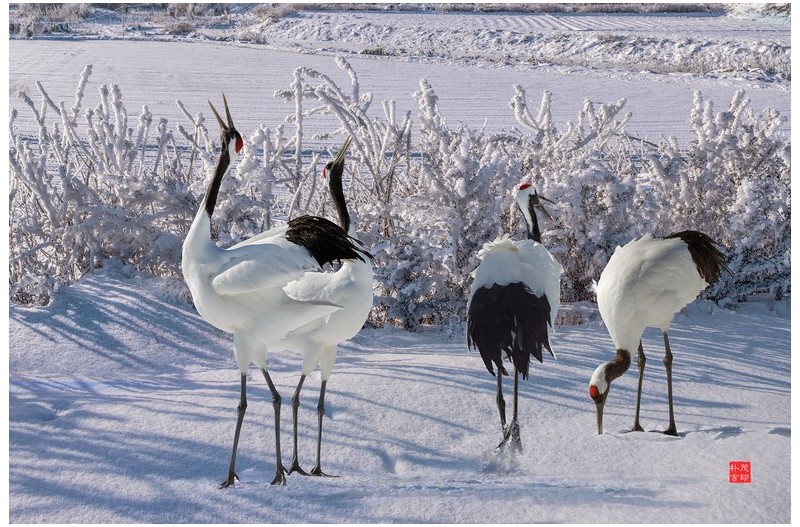 두루미(단정학)