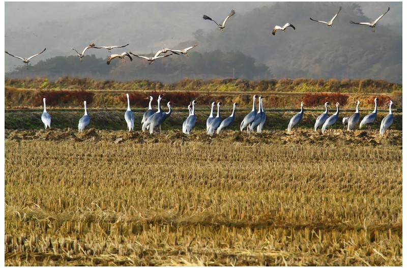 재두러미 편대`