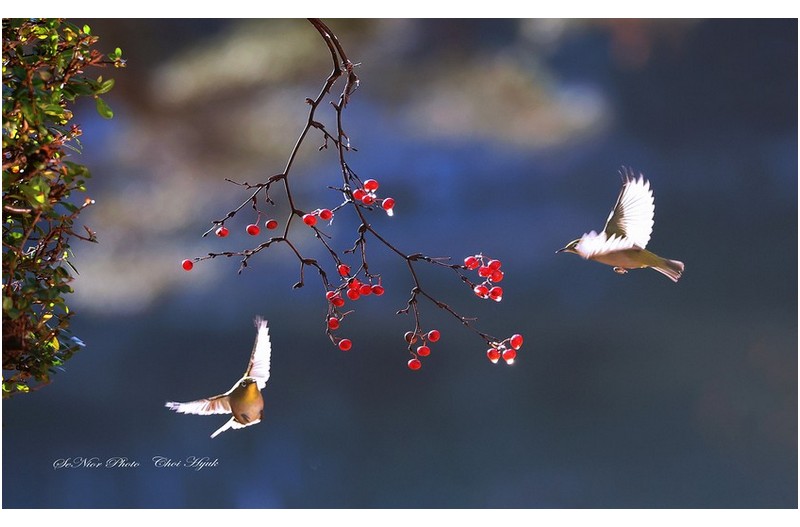 ㅡㅡㅡ   동박이 날다   ㅡㅡㅡ