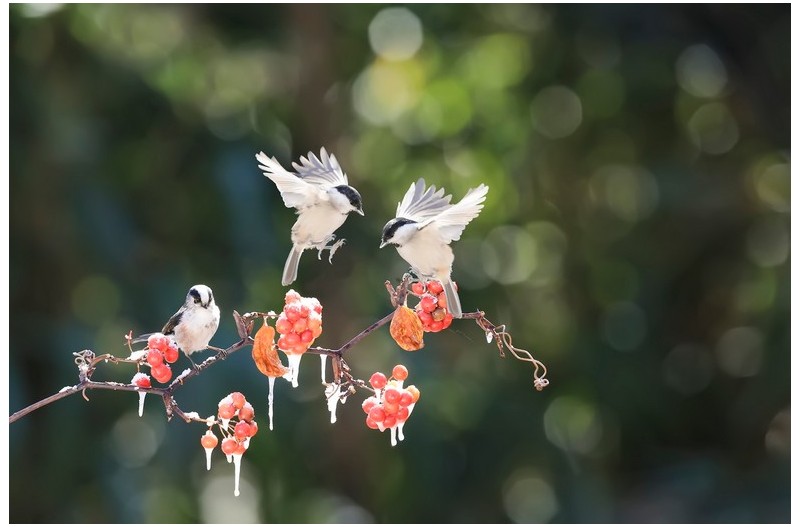 고두럼 달린 망개`