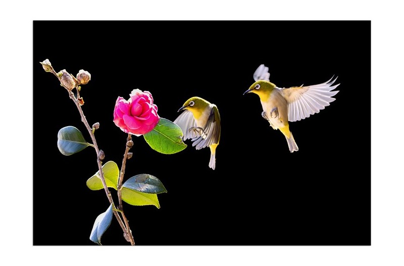 동백이와 동박새