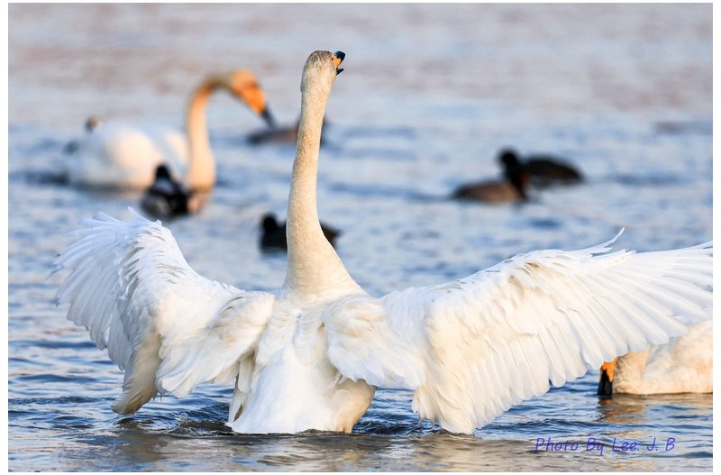 큰고니의 근육자랑