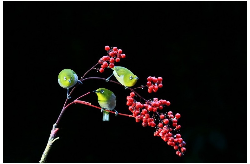 아름다운 동박새`