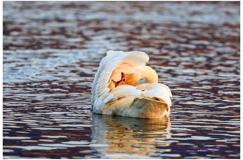 고니의 몸 단장