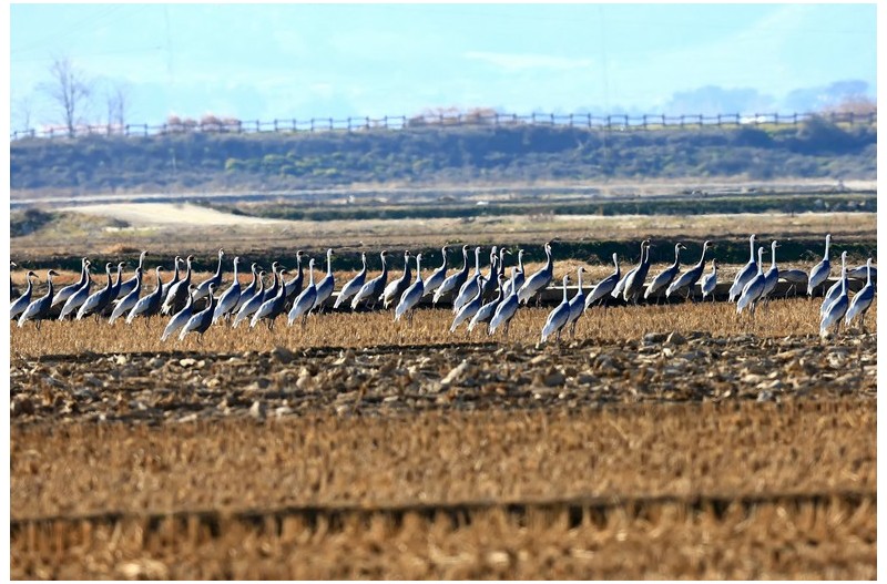 재두러미 군무`