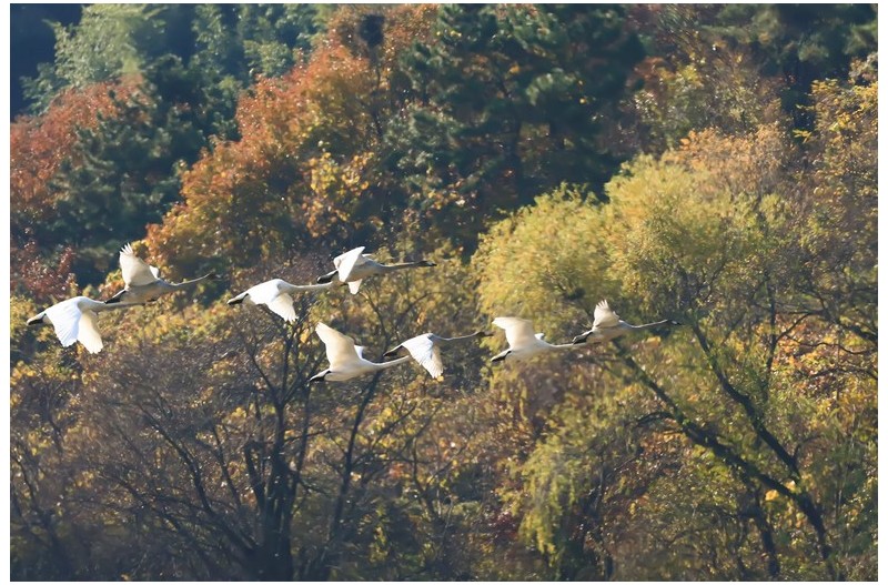 주남 고니편대`