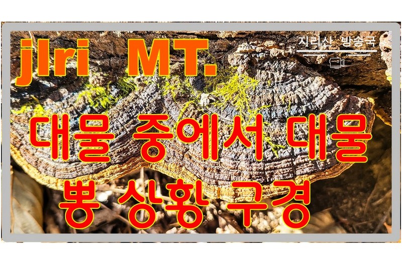 항암에 가장 좋은 뽕나무상황 대물