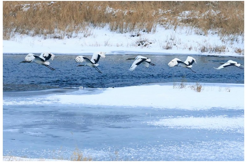 우아하고 멋진새`