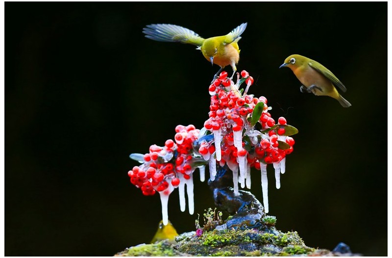 고두럼달린 열매`