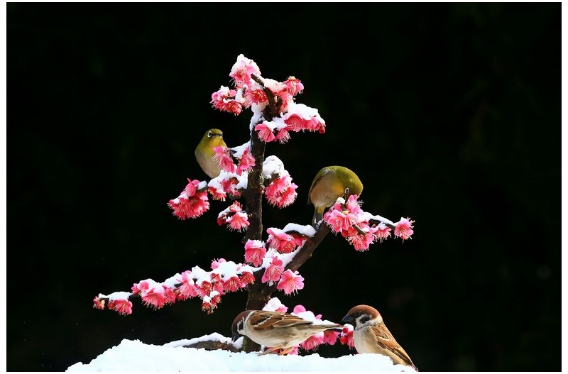 눈 덮힌 붉은매화`