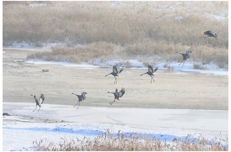 철원의 진미 단정학`