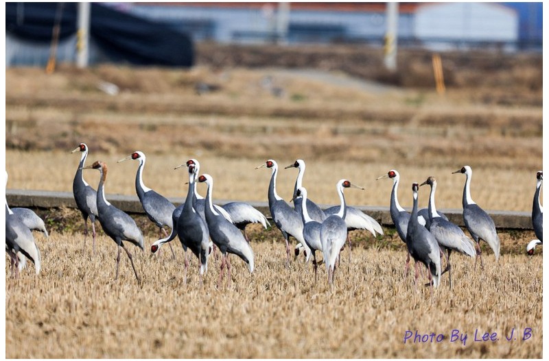 주남저수지 재두루미