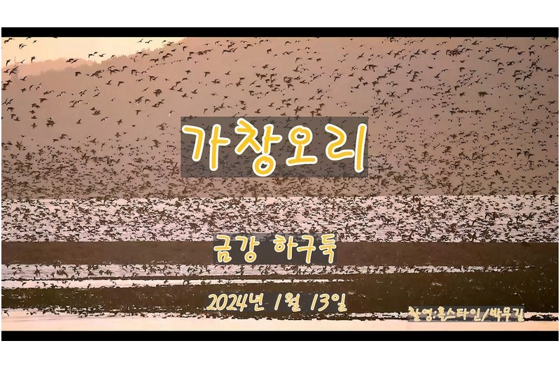 신기하다-가창오리