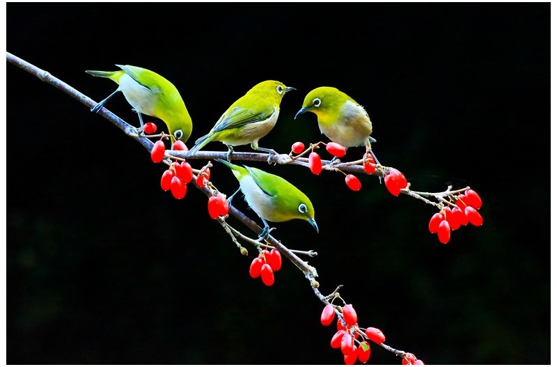 산수유 열매에 들어온 아름다운 새`