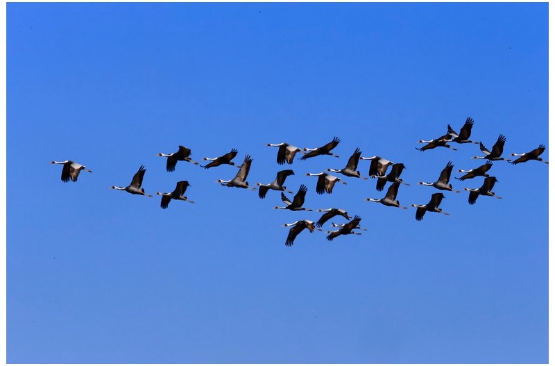 재두러미 군무`