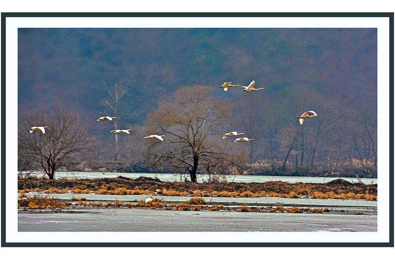 경안천 고니 ...........