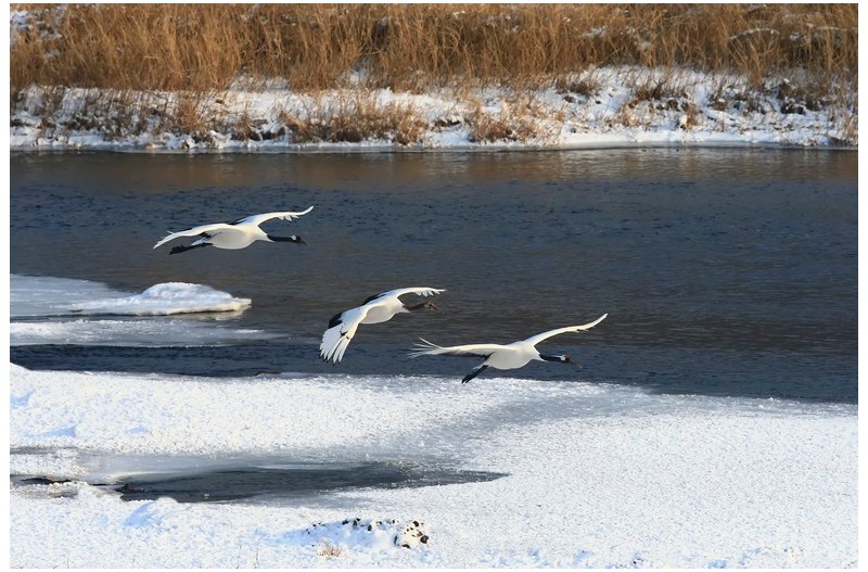 우아한 날개짓`