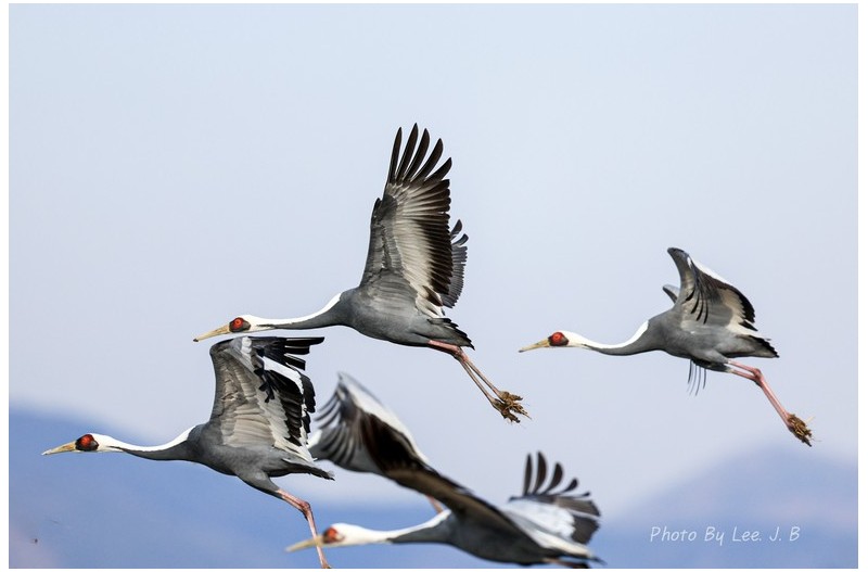 재두루미들의 비행