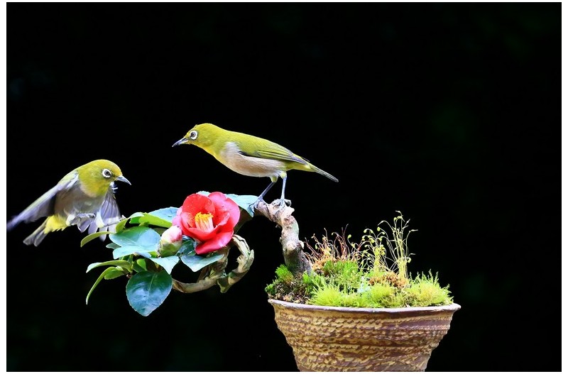 동백꽃에 동박새`