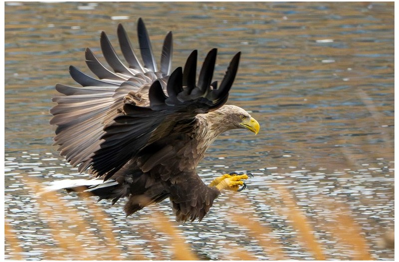 흰꼬리수리 저녁 식사 사냥