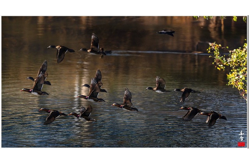 원앙이 나르샤~~