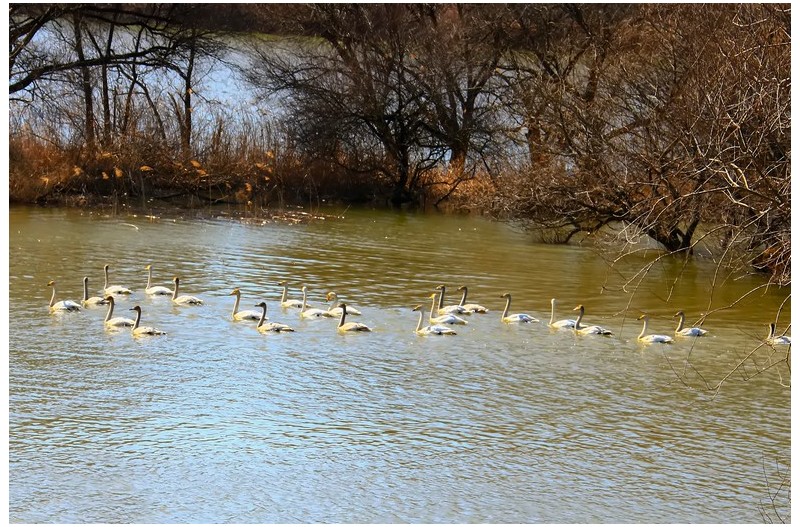 주남 동판 고니`