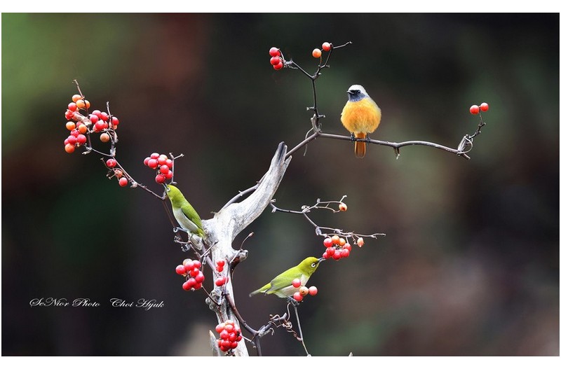 ㅡㅡㅡ   새야 새야 동박새야   ㅡㅡㅡ