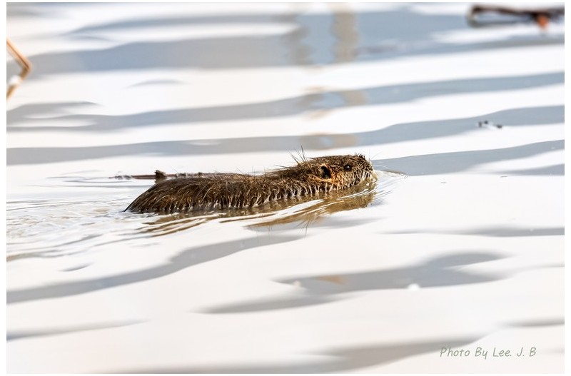 외래종 야생동물 뉴트리아
