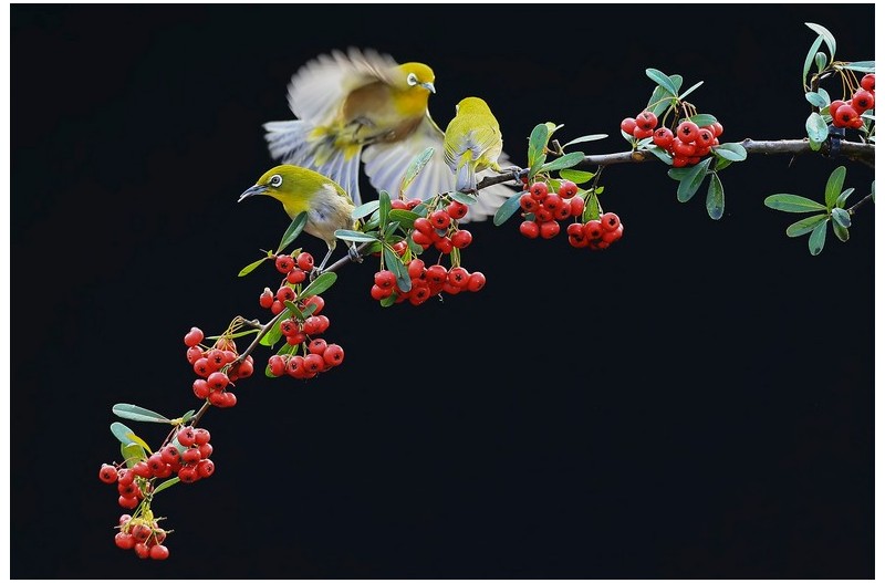 동박새 노리터`