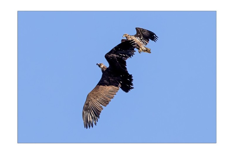 흰꼬리수리의 독수리 공격