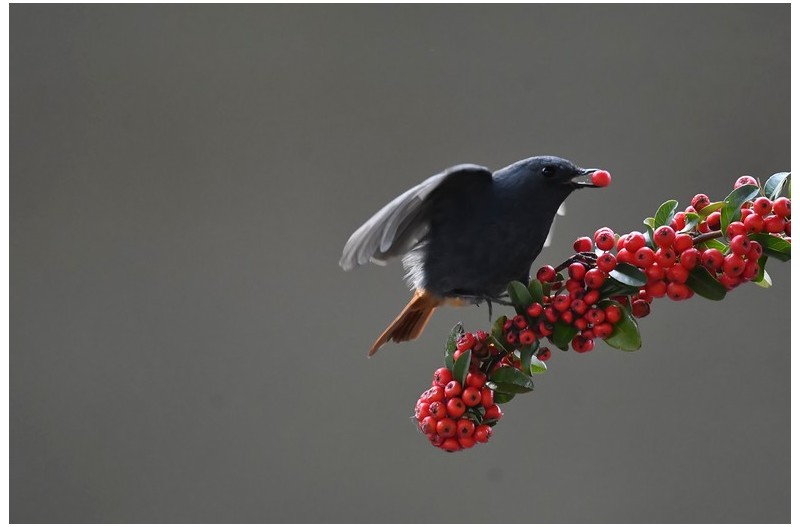 부채꼬리바위 딱새`