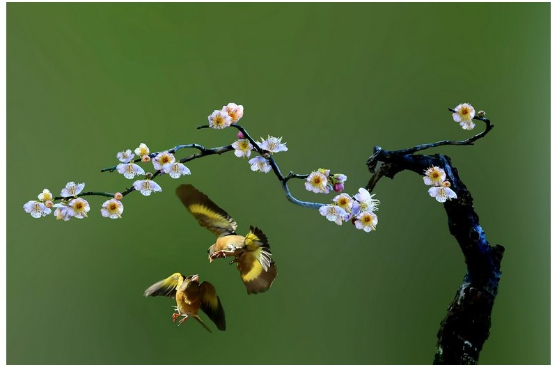 청매화와 방울새`